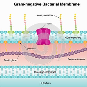 Gram-negative bacterial membrane