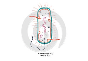 Diagram of gram positive bacteria photo