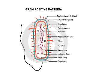Diagram of gram positive bacteria photo