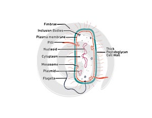 Diagram of gram positive bacteria photo