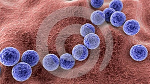 Gram-positive bacteria Streptococcus pyogenes photo