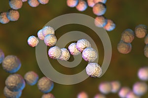 Gram-positive bacteria Streptococcus pyogenes photo