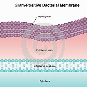 gram positive bacterial membrane structure diagram