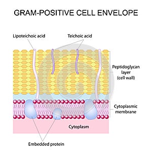 Gram-positive cell envelope