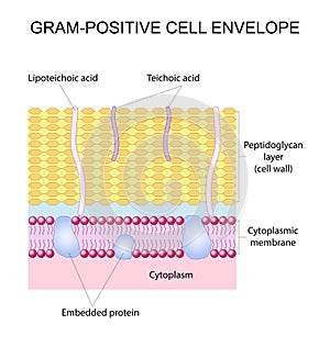 Gram-positive cell envelope photo
