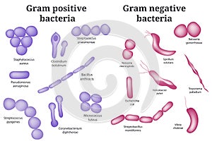 Gram positive and Gram negative bacteria.