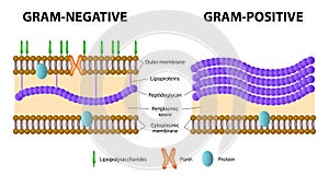 Gram-positive and Gram-negative bacteria