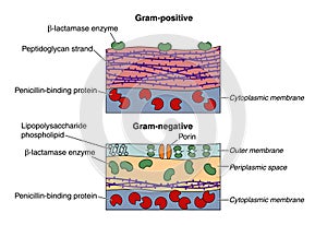 Gram positive and negative bacteria