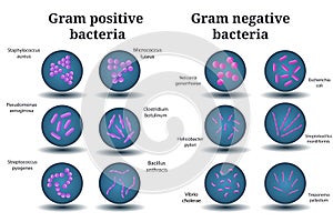 Gram positive and Gram negative bacteria. Coccus, bacillus, curved bacteria in Petri dish.