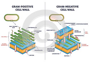 Gram positive versus negative cell wall structure differences outline diagram