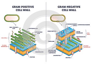 Gram positive versus negative cell wall structure differences outline diagram photo