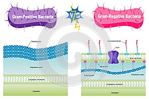 gram-positive vs gram-negative bacteria