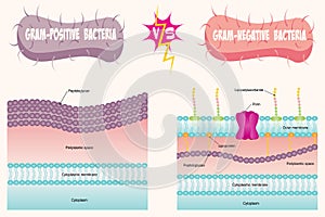 gram-positive vs gram-negative bacteria