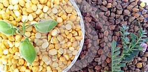 Gram pulse and chickpeas