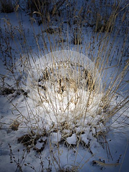 Grama Grass in Snowy Forest