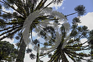 Gramado city, Rio Grande do Sul, Brazil. Pine tree. AraucÃÂ¡ria. photo