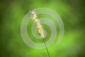 Gramineae grass