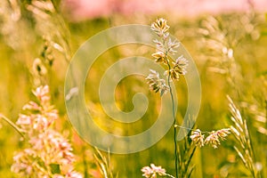 Gramineae herbs in the Meadow