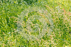 Gramineae herbs in the Meadow