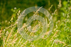 Gramineae herbs in the Meadow