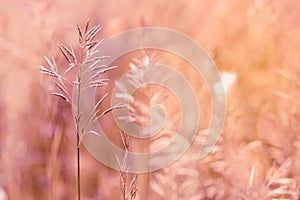 Gramineae herbs in the Meadow