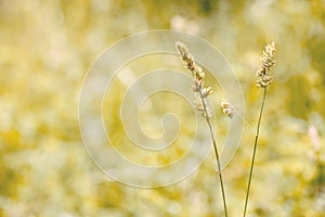 Gramineae herbs in the Meadow
