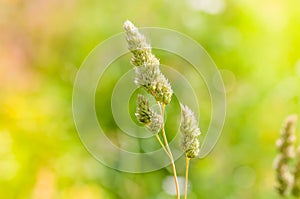 Gramineae Herbs in the Meadow