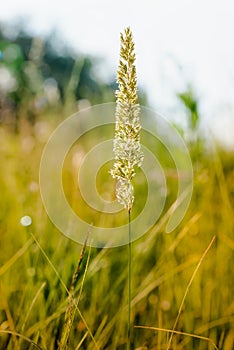 Gramineae Herbs in the Meadow