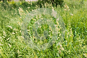 Gramineae in the Meadow
