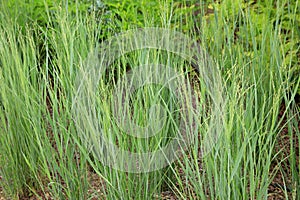 Gramineous plants in the botanical garden