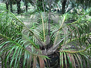 Grammatophyllum speciosum