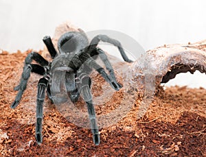 Grammostola pulchra