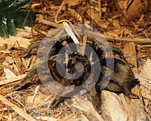 Grammostola Pulchra Or Brazilian Black Tarantula