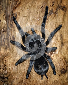 Grammostola pulchra