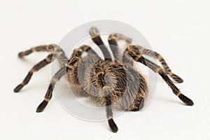 Grammostola pulchripes golden knee Tarantura on white background.