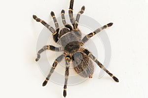 Grammostola pulchripes golden knee Tarantura on white background.