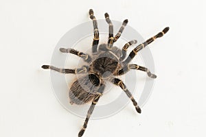 Grammostola pulchripes golden knee Tarantura on white background.