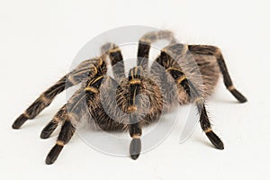 Grammostola pulchripes golden knee Tarantura on white background.