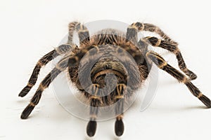 Grammostola pulchripes golden knee Tarantura on white background.