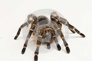 Grammostola pulchripes golden knee Tarantura on white background.