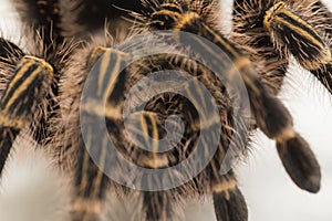 Grammostola pulchripes golden knee Tarantura on white background.