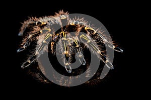 Grammostola Pulchripes tarantula (Chaco Golden Knee)