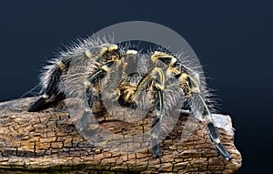 Grammostola Pulchripes tarantula Chaco Golden Knee on dark blue  background. Large Tarantula with yellow and black hair on log.