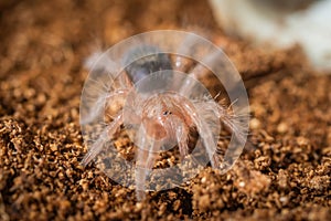 Grammostola pulchripes Tarantula larva