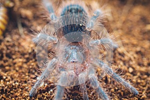 Grammostola pulchripes Tarantula larva