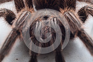 Grammostola rosea macro