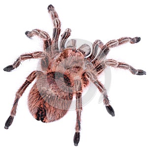 Grammostola rosea red