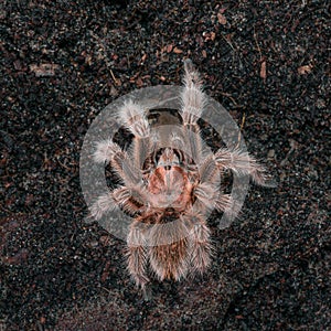 Grammostola rosea red