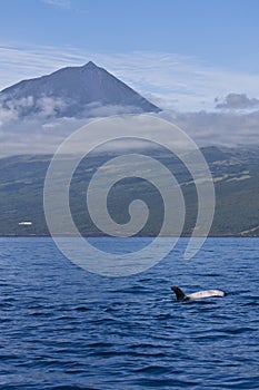 Grampus Griseus (Risso's Dolphin) photo