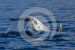 Grampus Griseus (Risso's Dolphin)